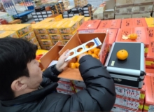 [경찰단]수도권 도매시장서 비상품 감귤 9톤 적발 